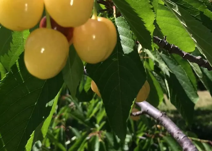 בית נופש A Charming And Peaceful Summer 400m From The Sea *